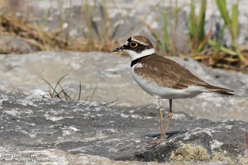 Little Ringed Plover male adult breeding, pigmentation