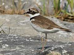 Little Ringed Plover