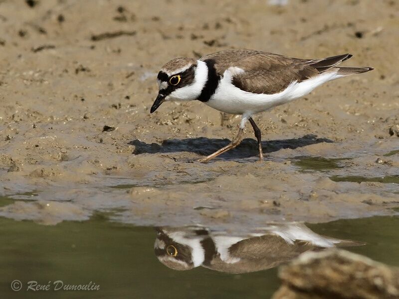 Little Ringed Plover male adult breeding, identification