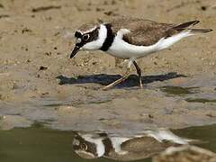 Little Ringed Plover