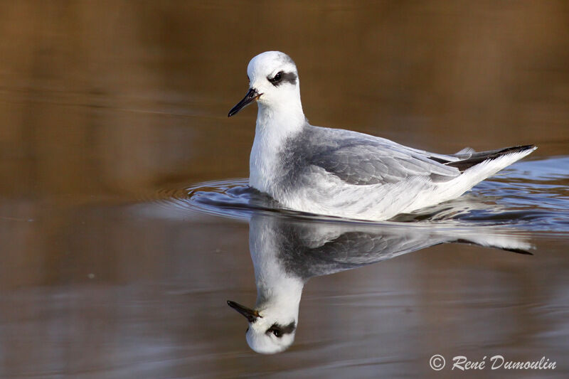 Phalarope à bec largeadulte internuptial, identification