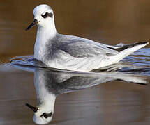 Phalarope à bec large