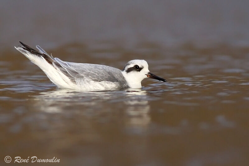 Phalarope à bec largeadulte internuptial, identification