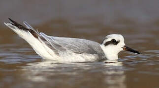 Red Phalarope