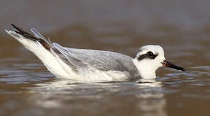 Phalarope à bec large