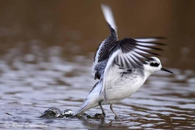 Phalarope à bec largeadulte internuptial, Comportement