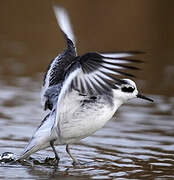 Red Phalarope