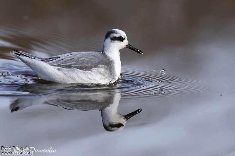 Phalarope à bec largeadulte internuptial, habitat, pigmentation, nage