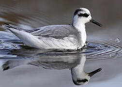 Phalarope à bec large