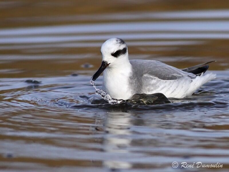 Red Phalarope, identification, Behaviour