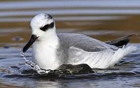 Red Phalarope