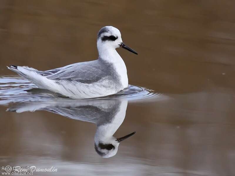 Phalarope à bec largeadulte internuptial, identification