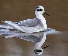 Red Phalarope