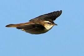 Sedge Warbler