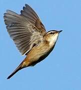 Sedge Warbler