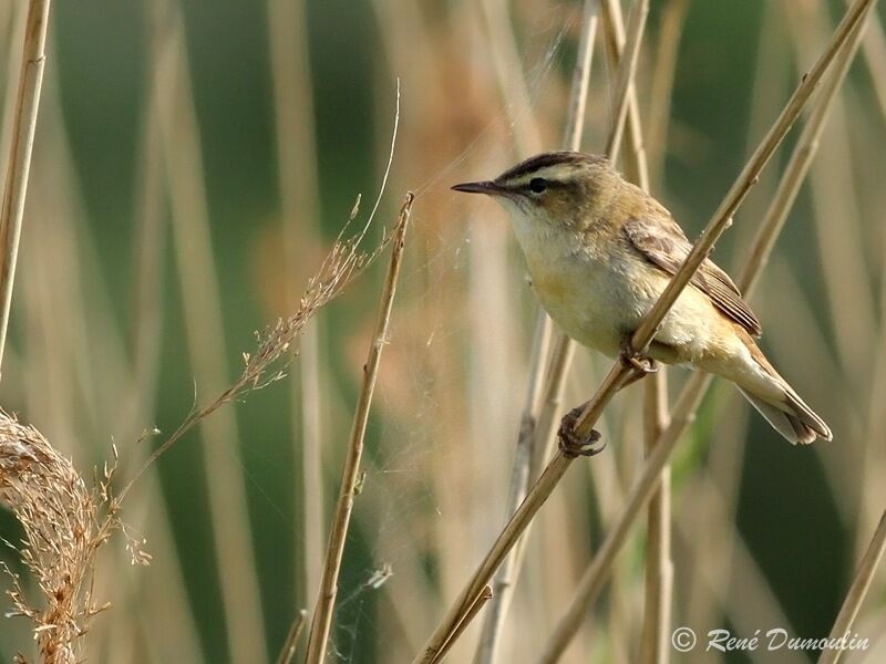 Sedge Warbler male adult, identification