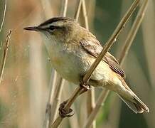 Sedge Warbler