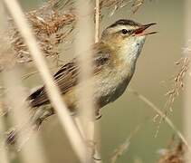 Sedge Warbler