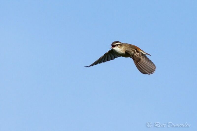 Sedge Warbler male adult breeding, identification, Flight, courting display