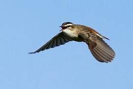 Sedge Warbler