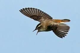 Sedge Warbler