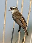 Sedge Warbler