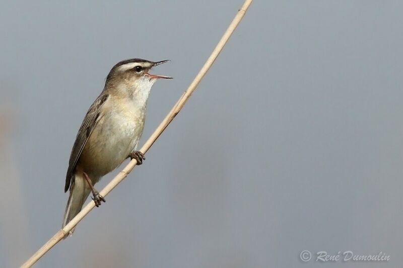 Sedge Warbler male adult breeding, identification, song