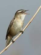 Sedge Warbler