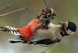 Great Spotted Woodpecker