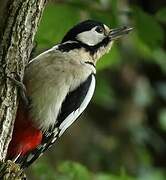 Great Spotted Woodpecker