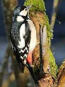 Great Spotted Woodpecker