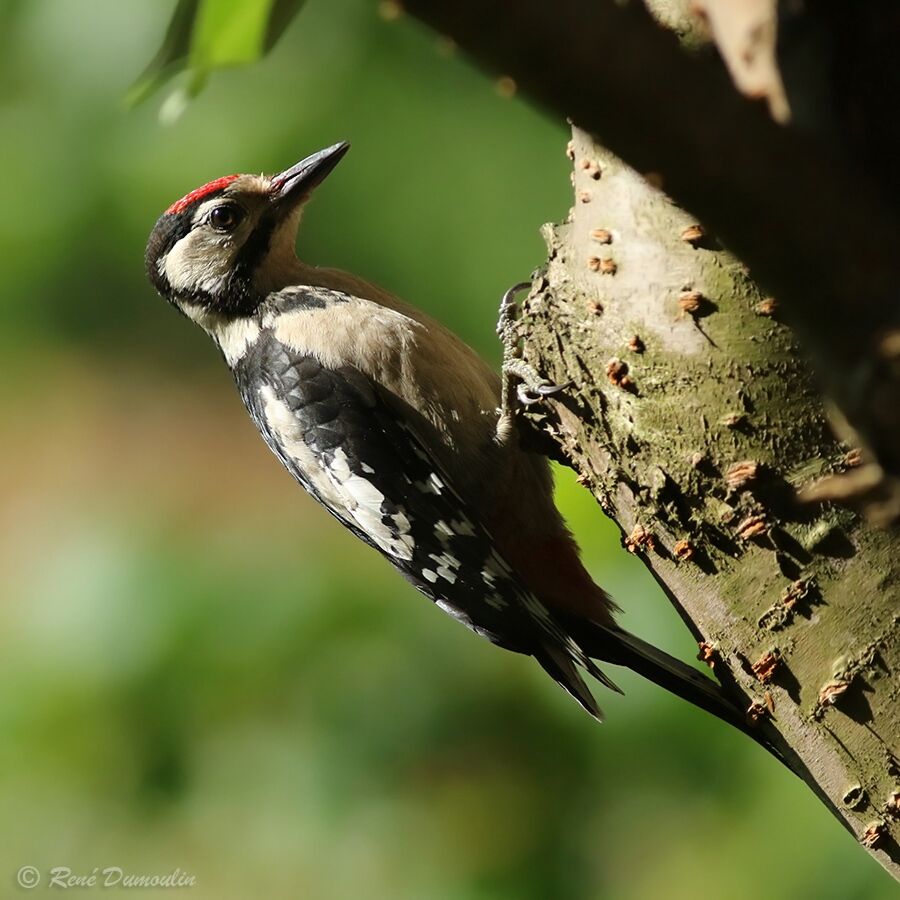 Great Spotted Woodpecker