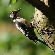 Great Spotted Woodpecker