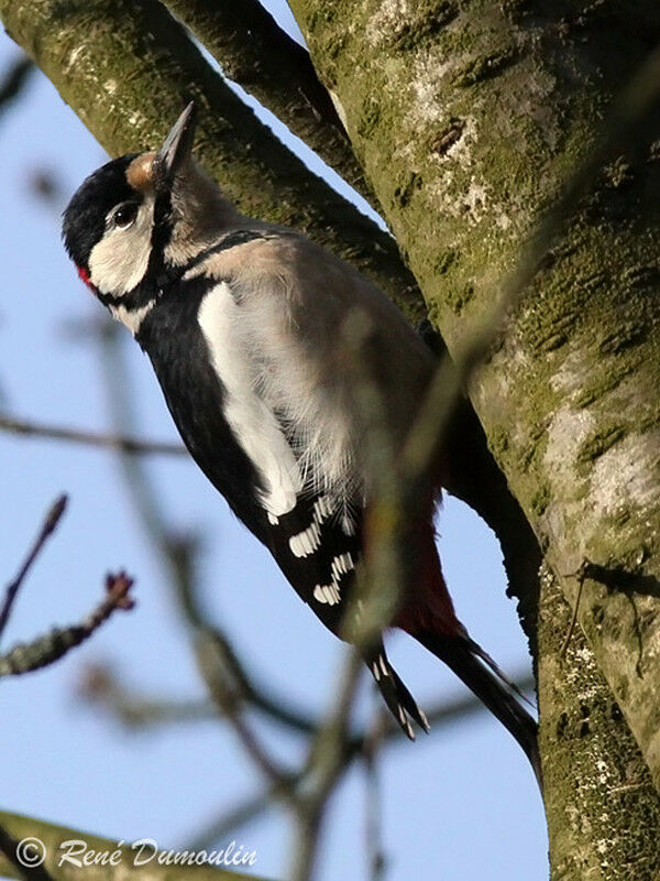 Pic épeiche mâle adulte, identification