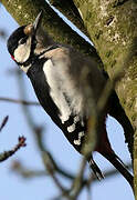 Great Spotted Woodpecker