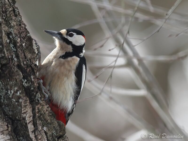 Great Spotted Woodpecker male adult, identification