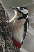 Great Spotted Woodpecker