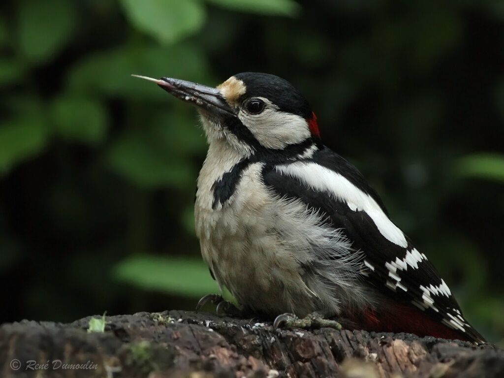 Great Spotted Woodpecker male adult, identification