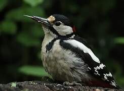 Great Spotted Woodpecker