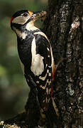 Great Spotted Woodpecker