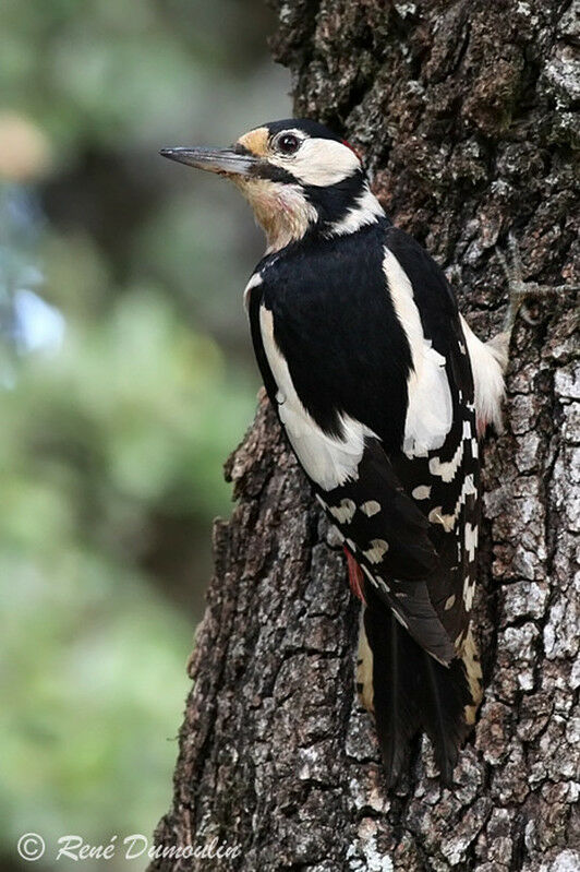 Great Spotted Woodpecker male adult, identification