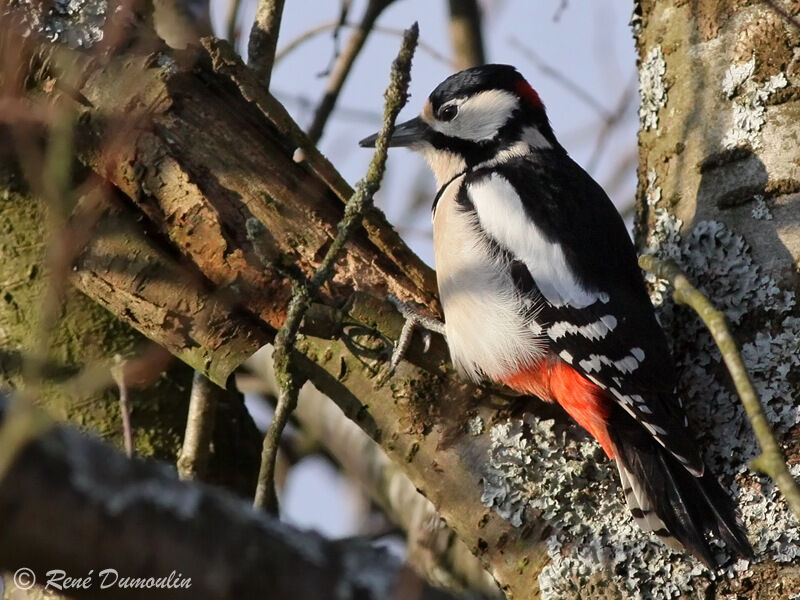 Great Spotted Woodpecker male adult, identification