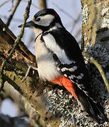 Great Spotted Woodpecker