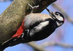 Great Spotted Woodpecker