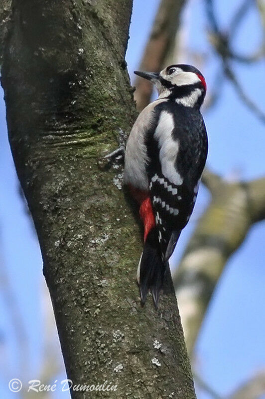 Great Spotted Woodpecker male adult, identification