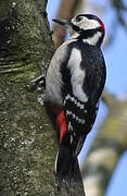 Great Spotted Woodpecker