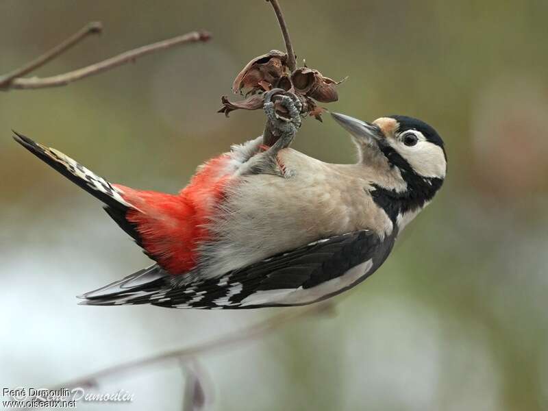 Great Spotted Woodpecker female adult, identification, feeding habits, Behaviour