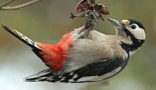 Great Spotted Woodpecker