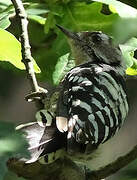 Lesser Spotted Woodpecker