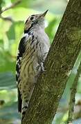 Lesser Spotted Woodpecker